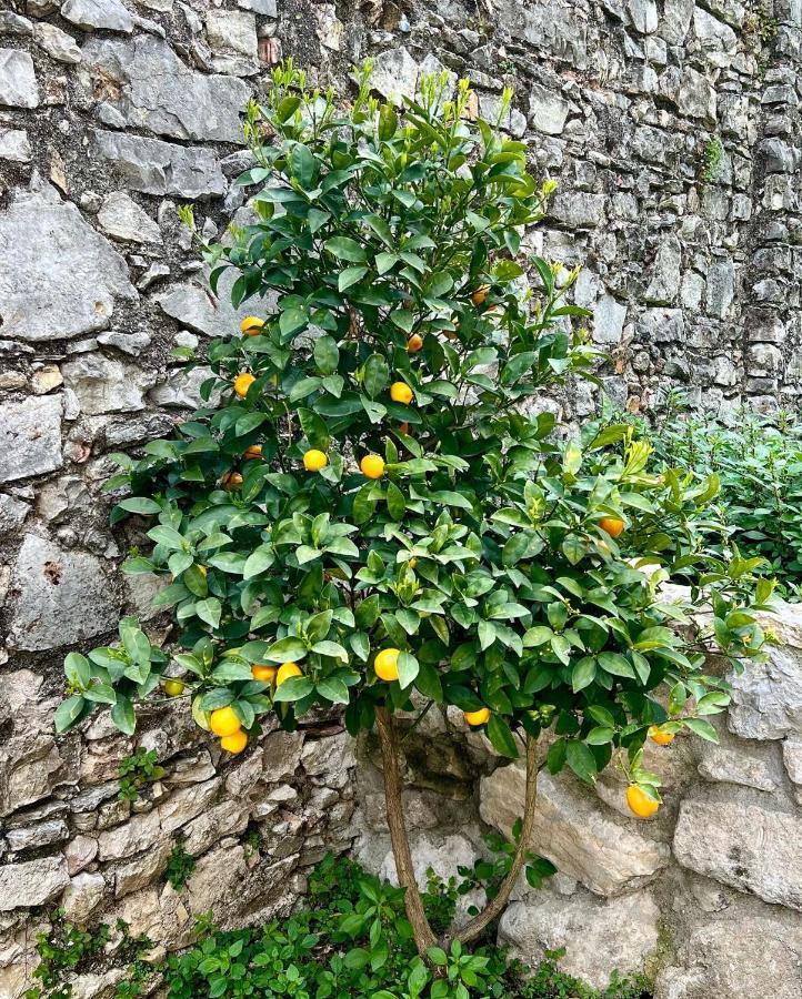 Villa Del Lis Gargnano Exteriér fotografie